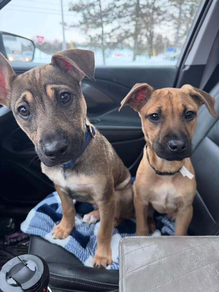 Enlarge Fiyero, a Adoptable mixed breed in Frankfort, NY image 3/6