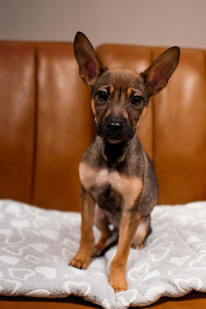 Enlarge Fiyero, a Adoptable mixed breed in Frankfort, NY image 3/3