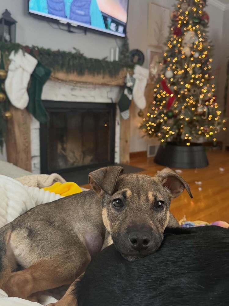 Enlarge Fiyero, a Adoptable mixed breed in Frankfort, NY image 5/6