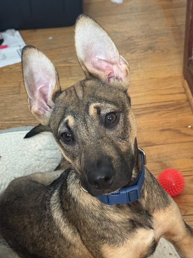 Enlarge Fiyero, a Adoptable mixed breed in Frankfort, NY image 6/6