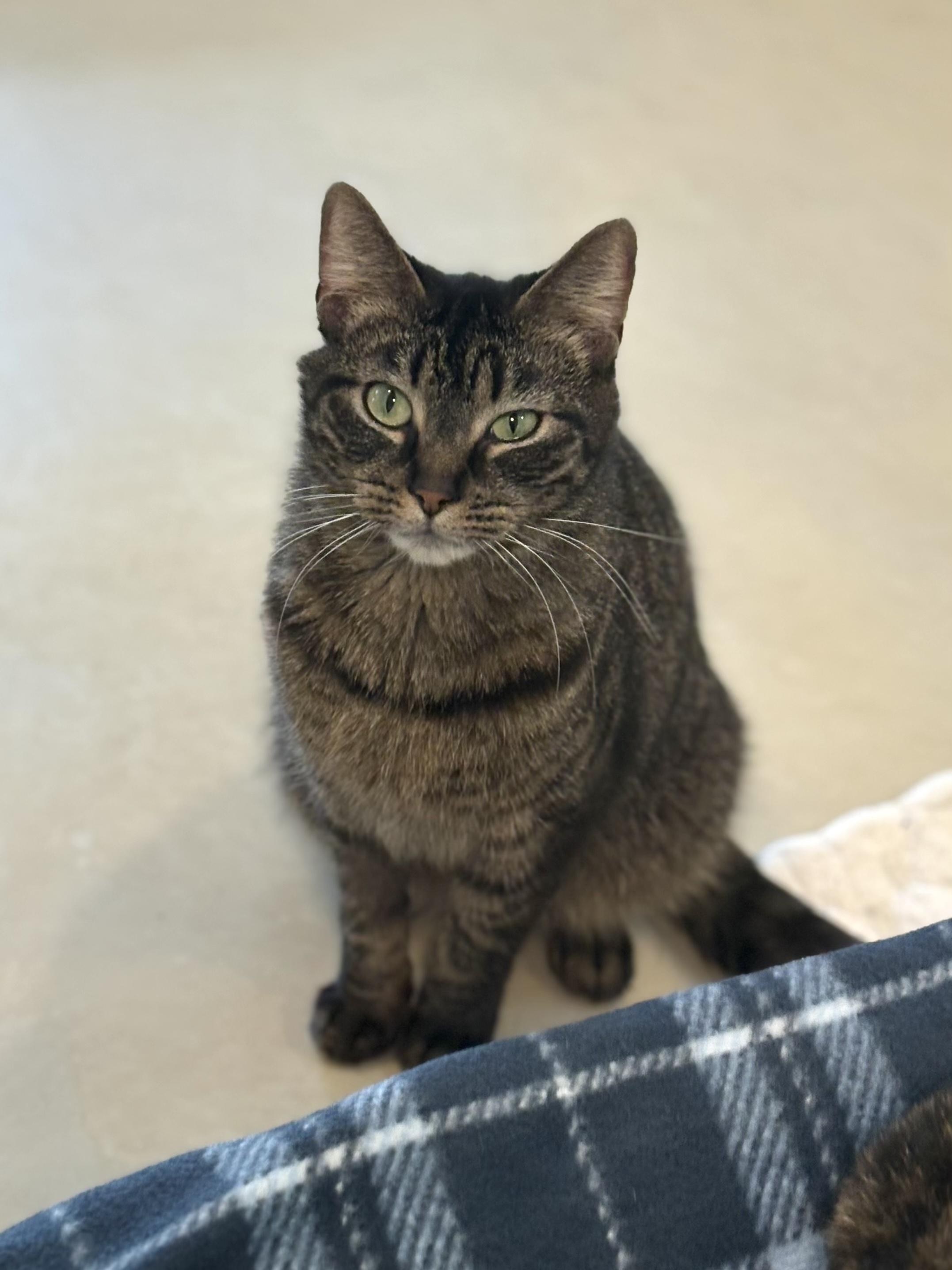 Enlarge Kalabar, a Adoptable Domestic Short Hair in Chicago, IL image 1/1