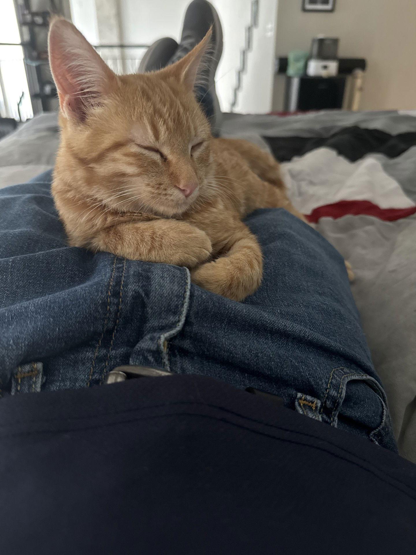 George, a Adoptable Domestic Short Hair in Prosper, TX image 2/3