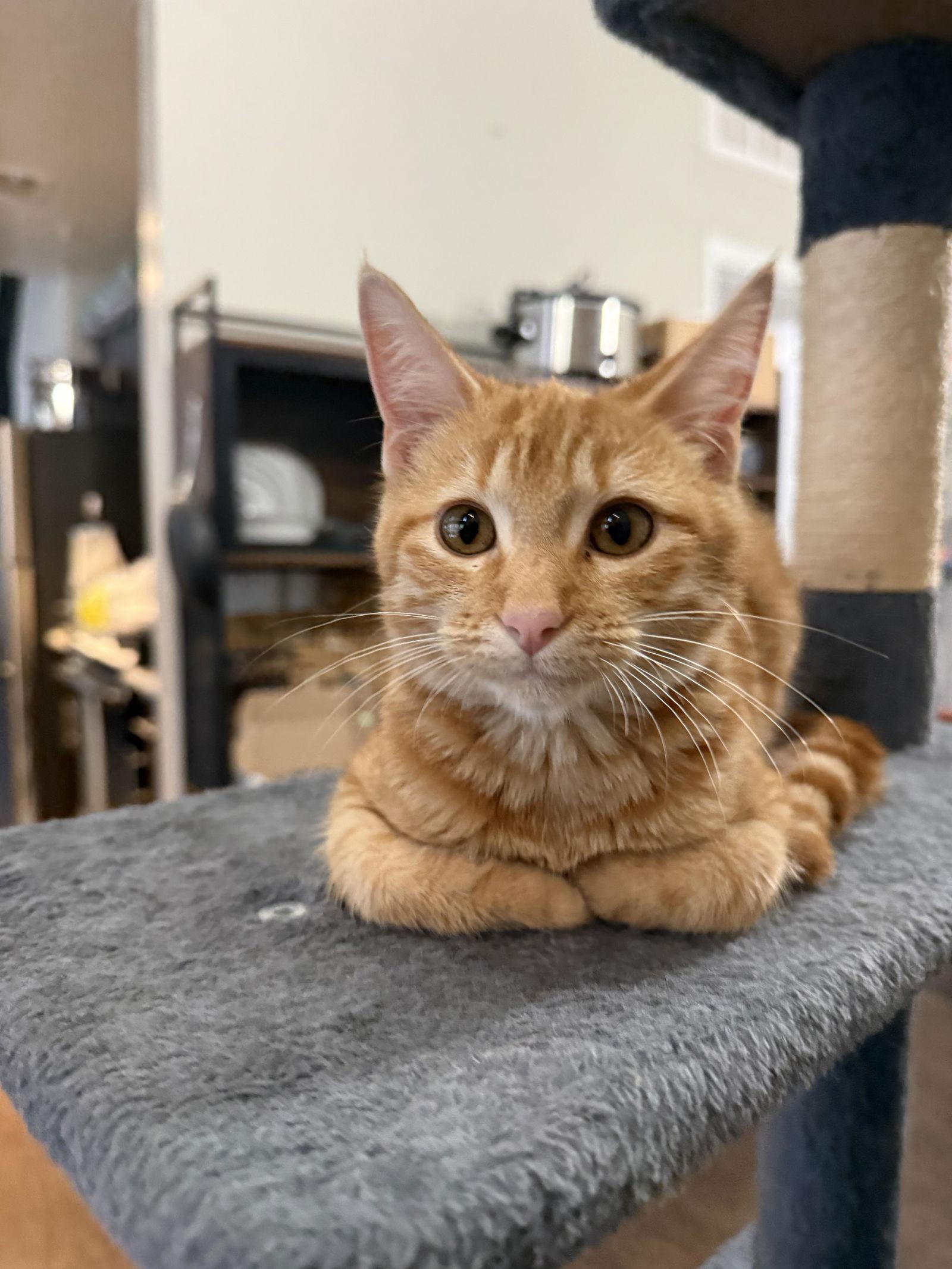 George, a Adoptable Domestic Short Hair in Prosper, TX image 3/3