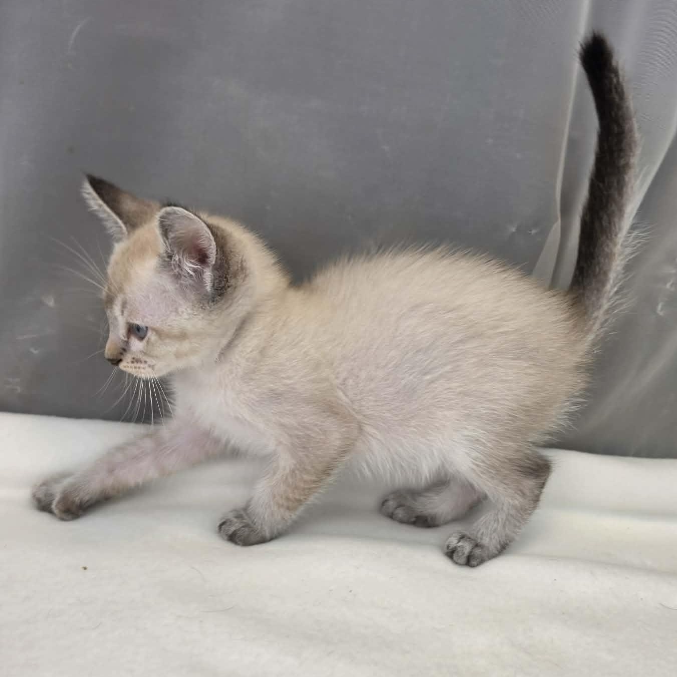 Prince, a Adoptable Siamese in Farmington, CT image 4/6