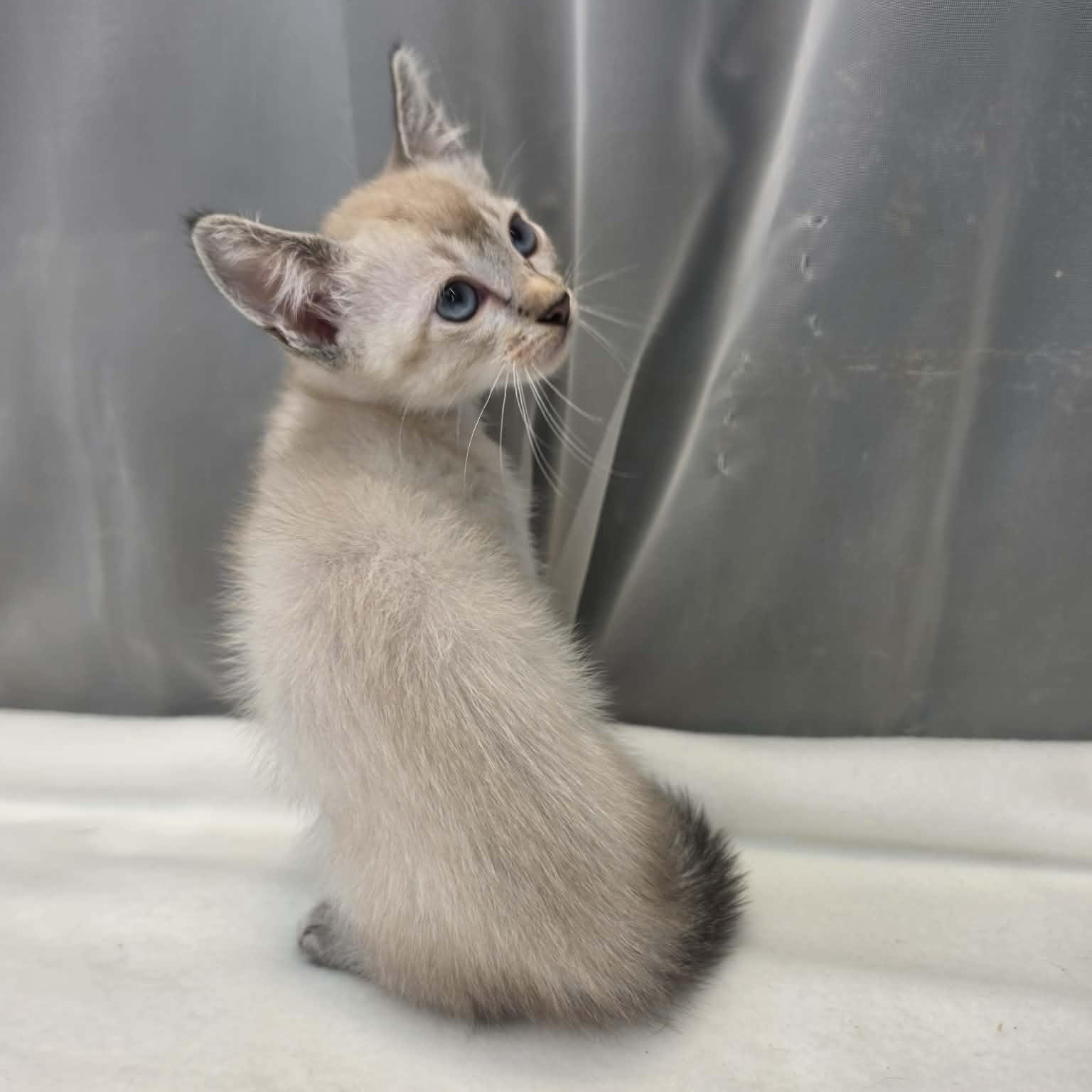 Prince, a Adoptable Siamese in Farmington, CT image 5/6