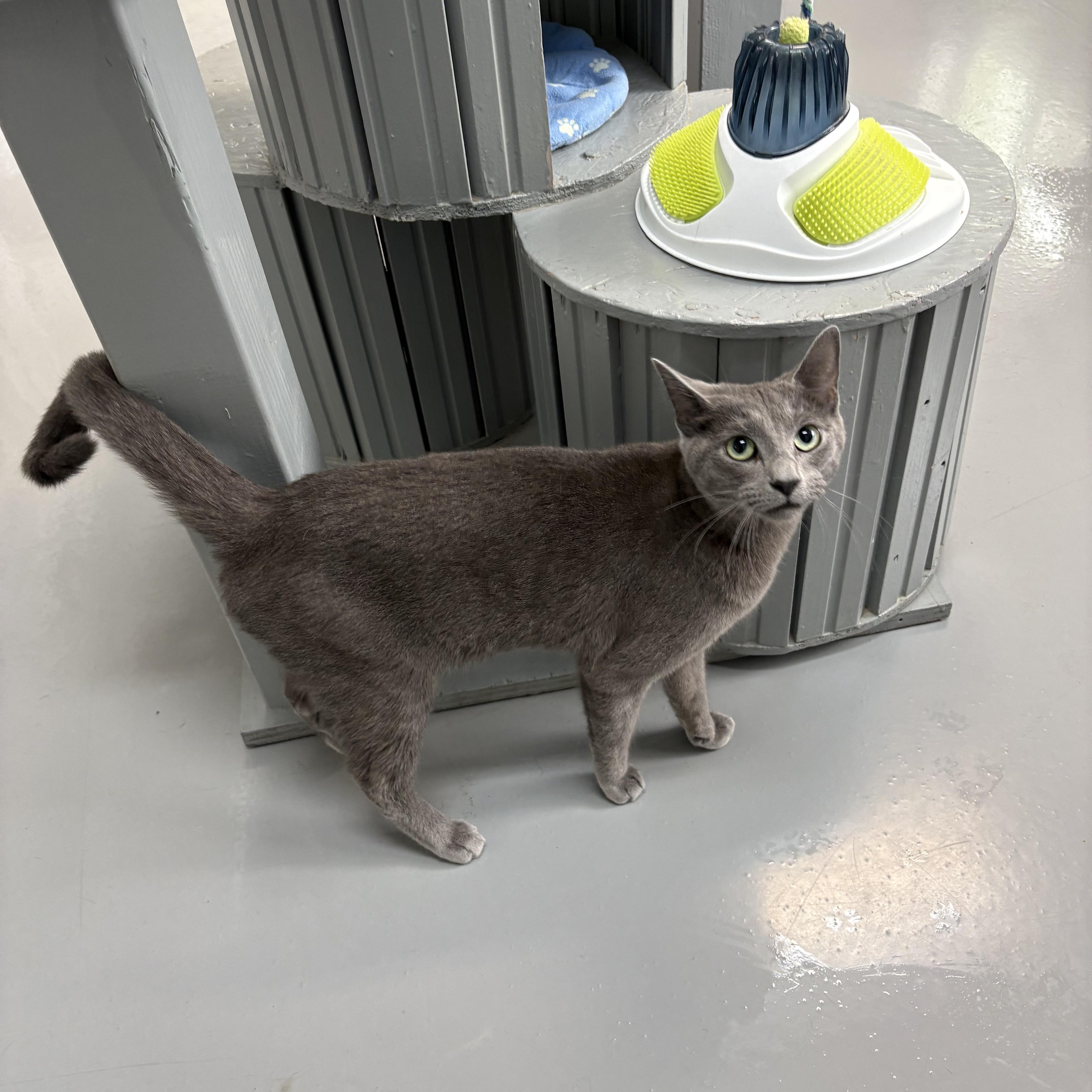 Tia, a ADOPTABLE American Shorthair in Big Rapids, MI image 4/5