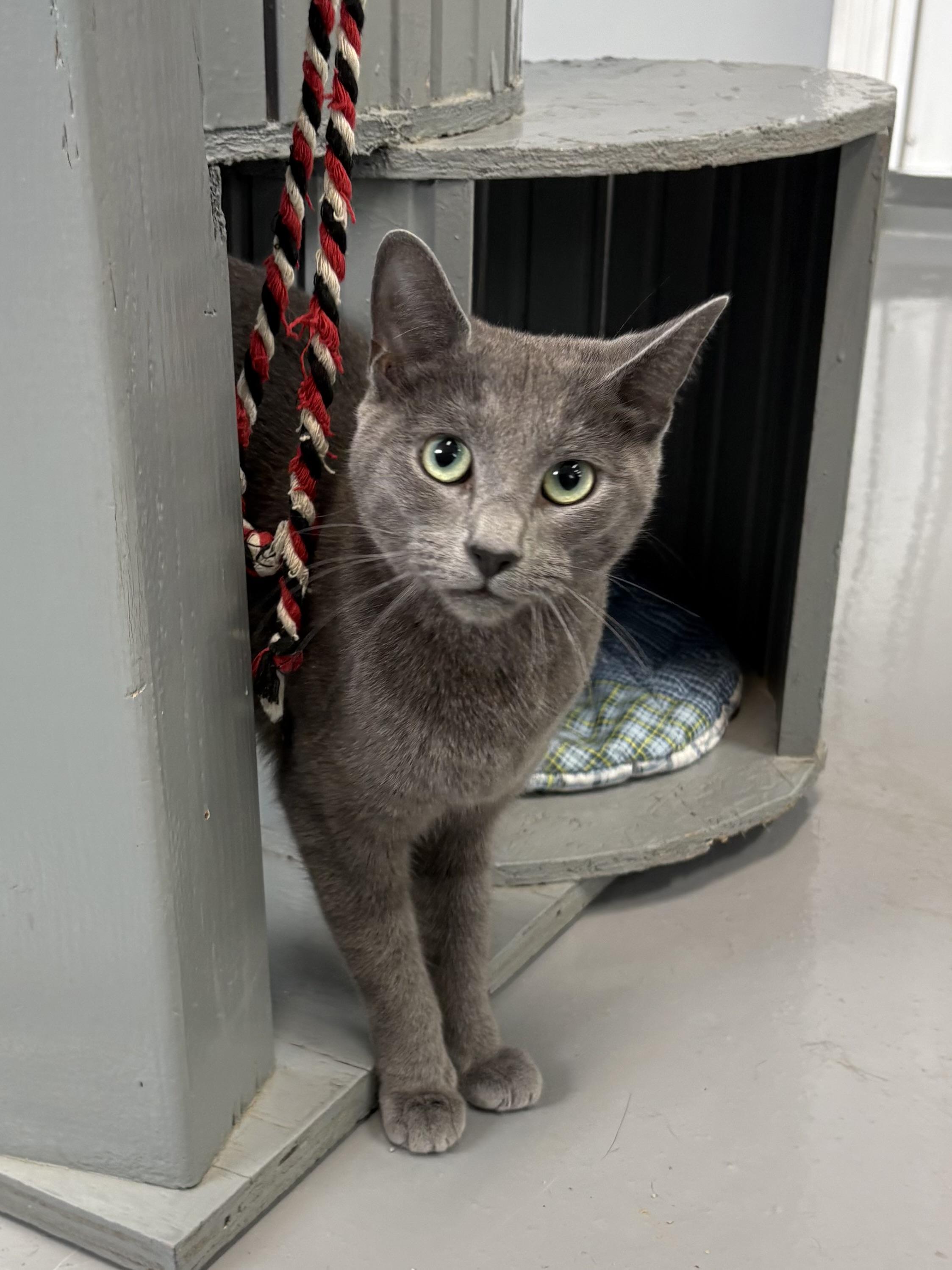 Tia, ADOPTABLE, Adult Female American Shorthair.