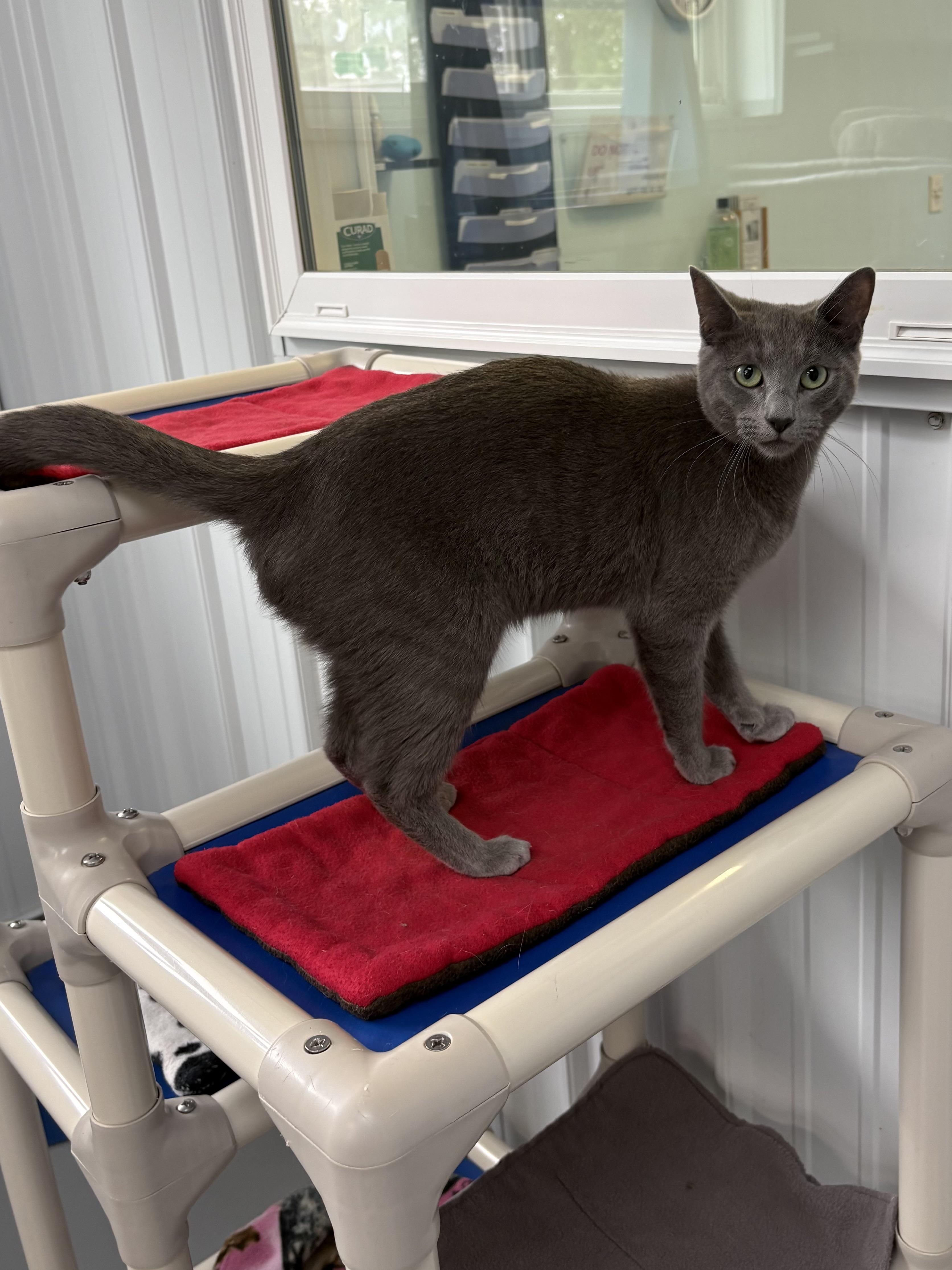 Tia, a ADOPTABLE American Shorthair in Big Rapids, MI image 2/5