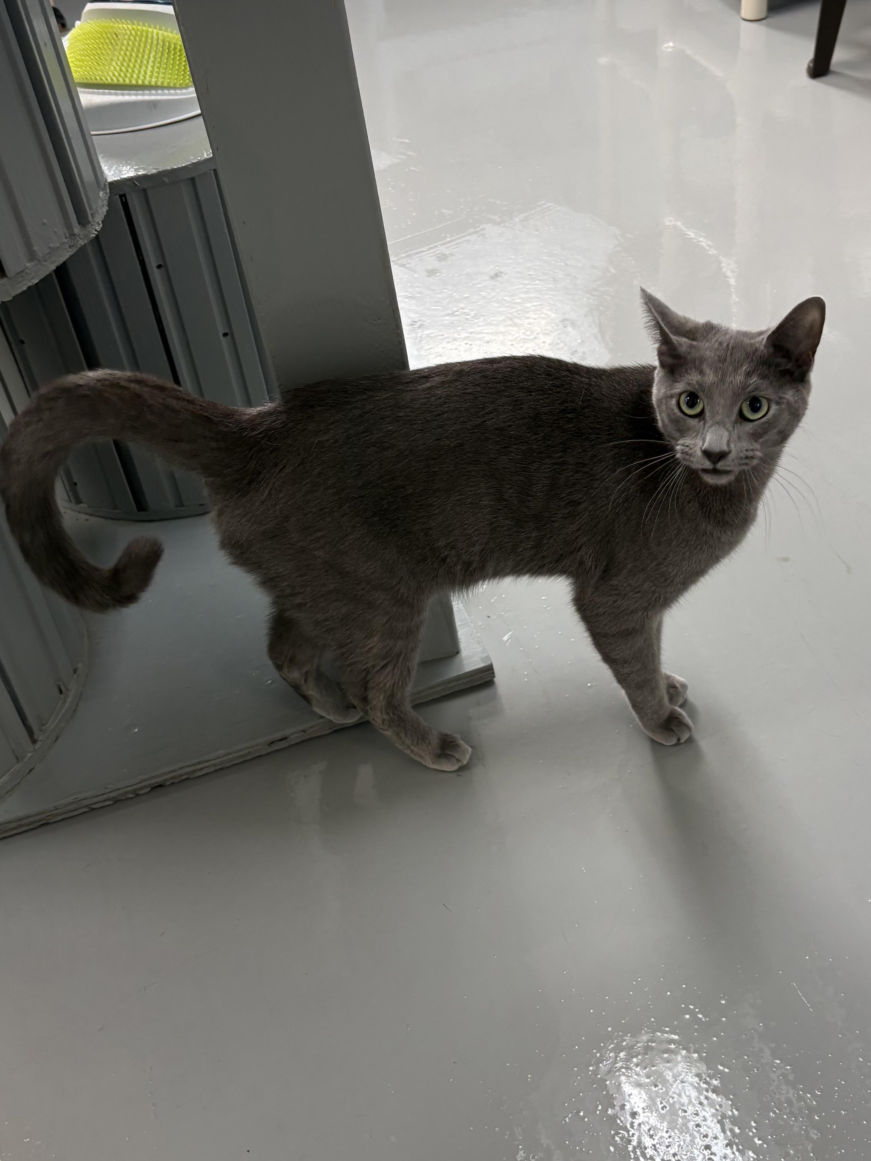Tia, a ADOPTABLE American Shorthair in Big Rapids, MI image 5/5