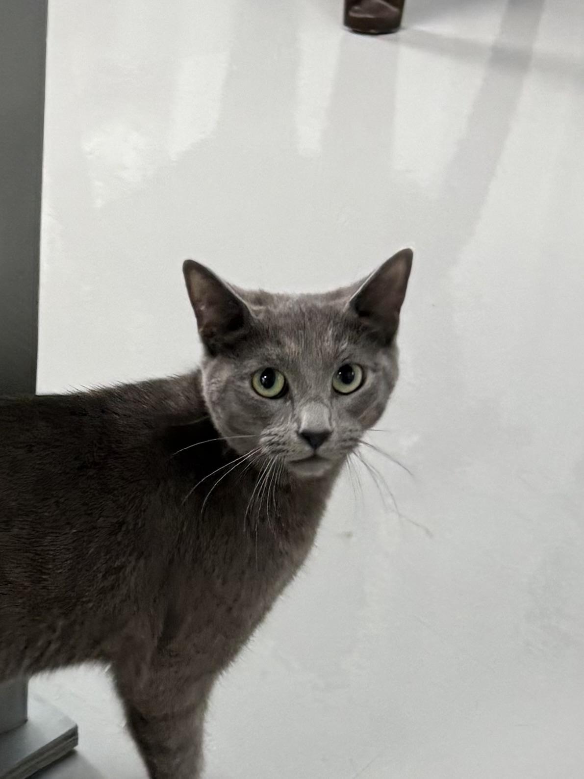 Tia, a ADOPTABLE American Shorthair in Big Rapids, MI image 3/5