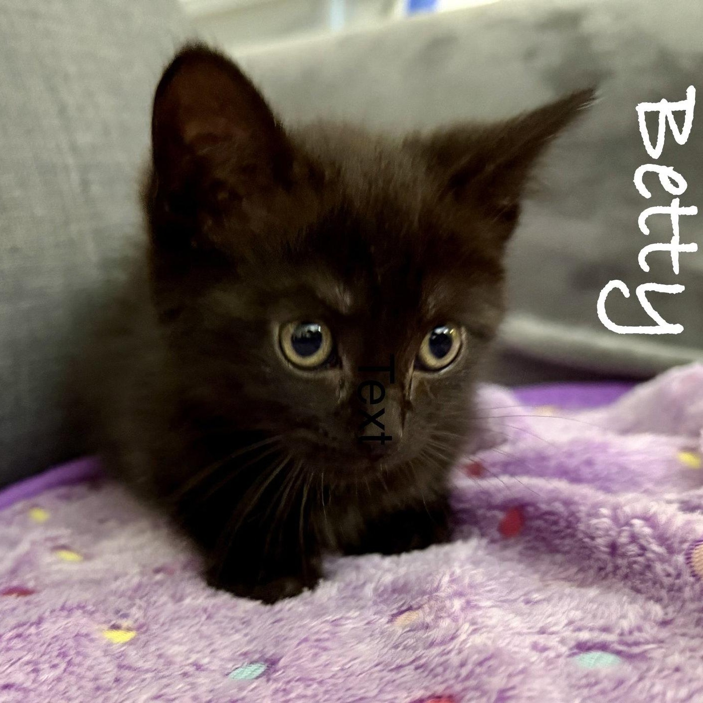 Enlarge Betty, a Adoptable Domestic Short Hair in Reston, VA image 3/3