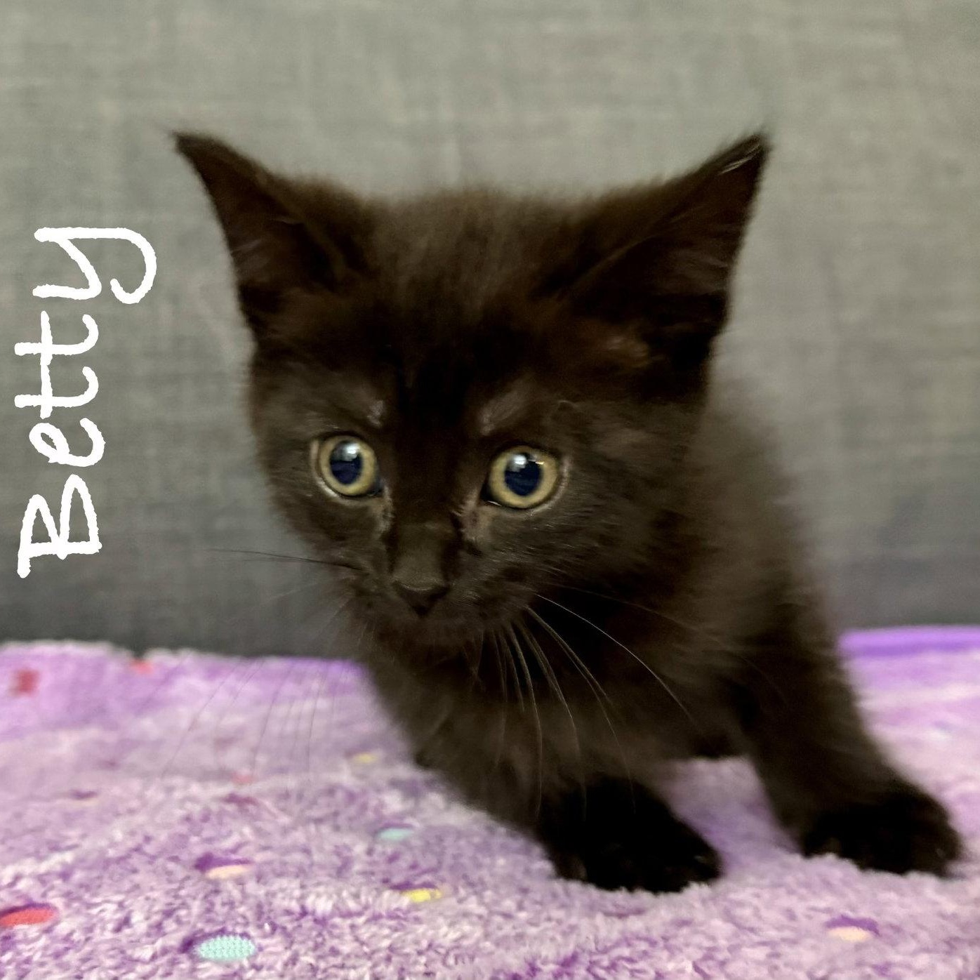 Enlarge Betty, a Adoptable Domestic Short Hair in Reston, VA image 2/3