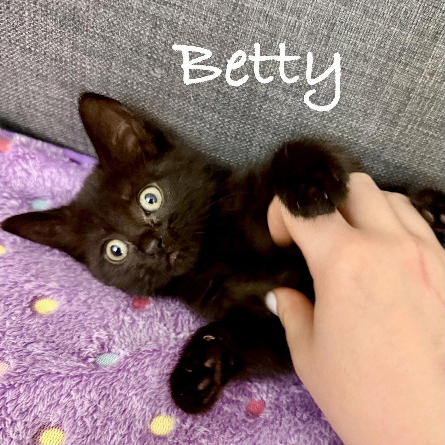 Enlarge Betty, a Adoptable Domestic Short Hair in Reston, VA image 1/3
