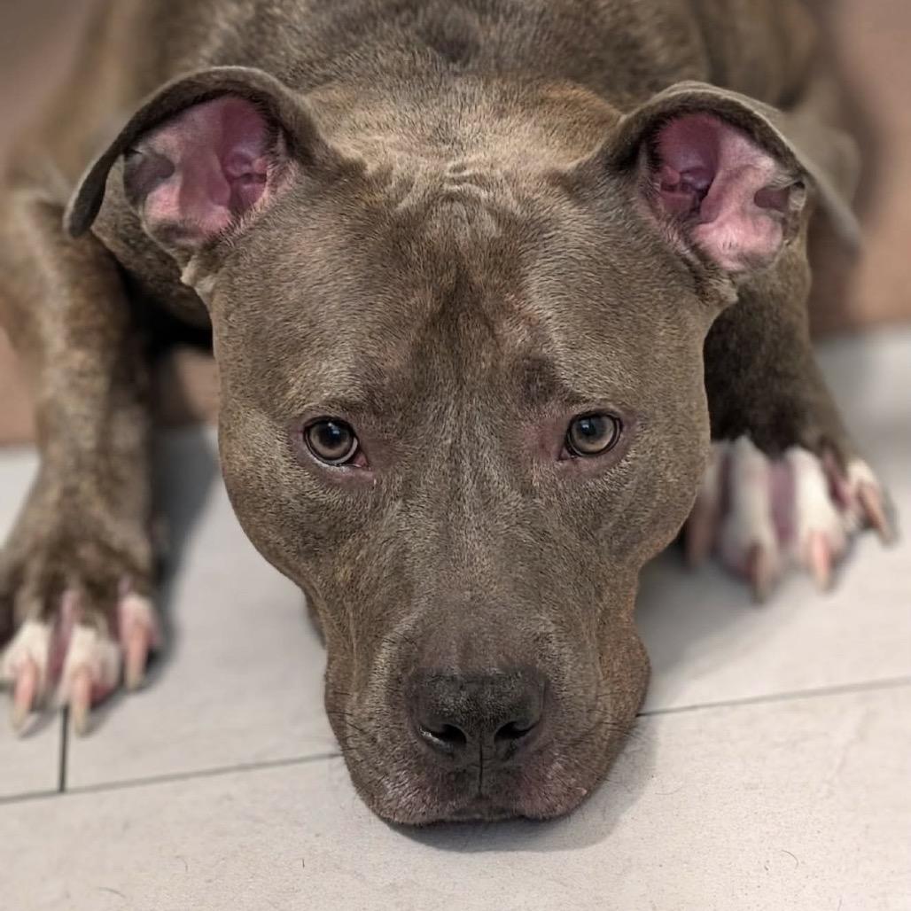 Augusta, Adoptable, Adult Male Mixed Breed.