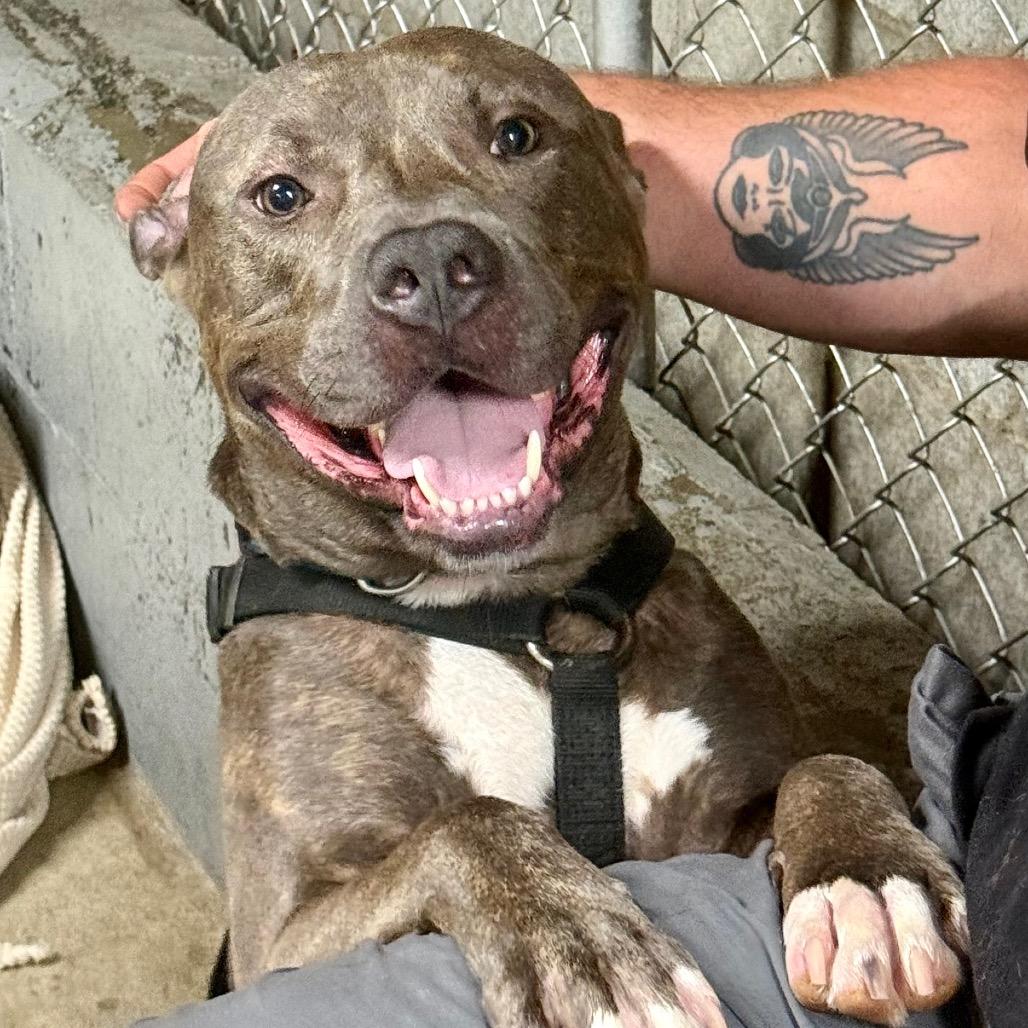 Augusta, Adoptable, Adult Male Mixed Breed.