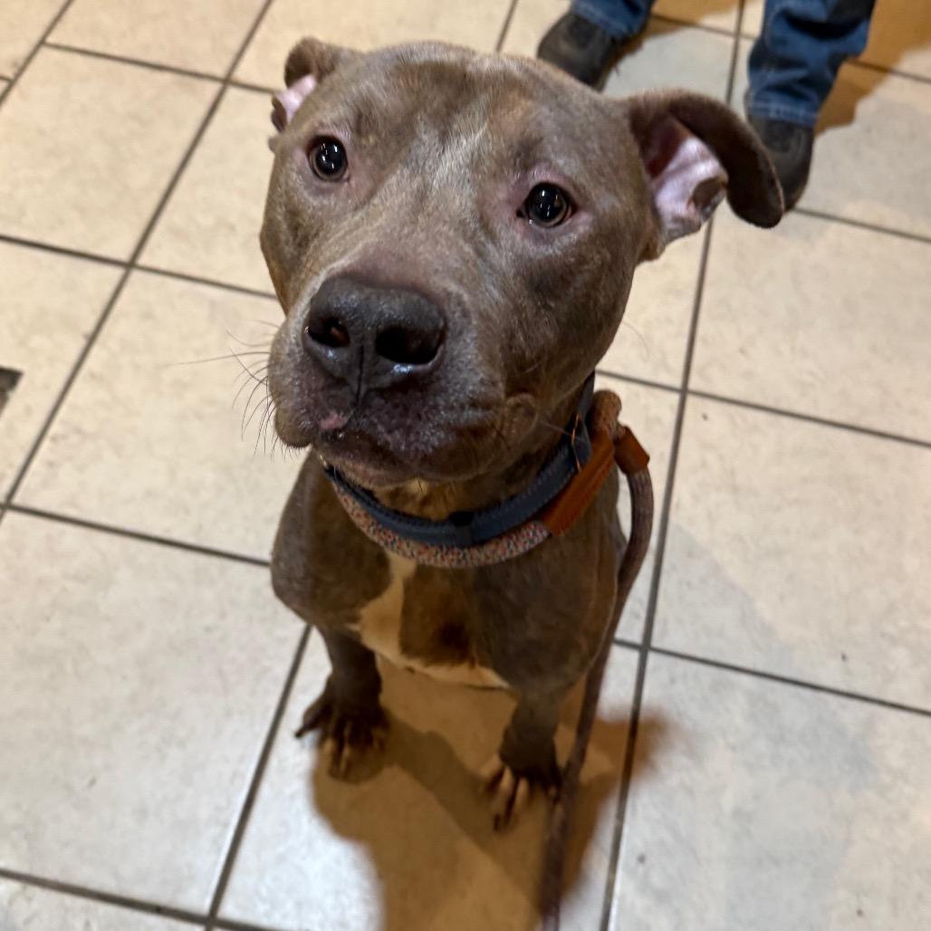 Enlarge Augusta, a Adoptable Mixed Breed in Savannah, GA image 2/6