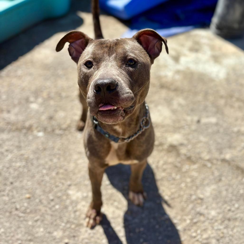 Enlarge Augusta, a Adoptable Mixed Breed in Savannah, GA image 3/6