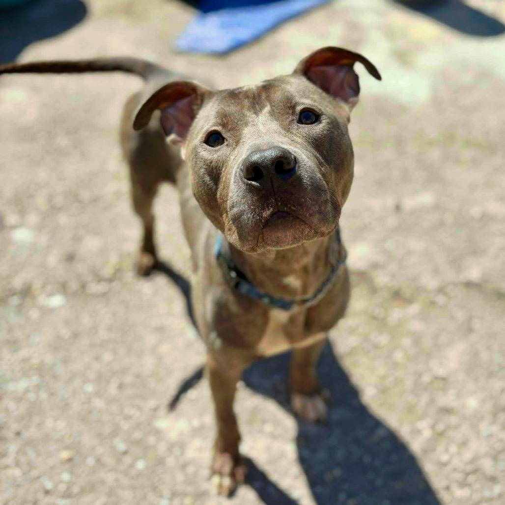 Enlarge Augusta, a Adoptable Mixed Breed in Savannah, GA image 4/6