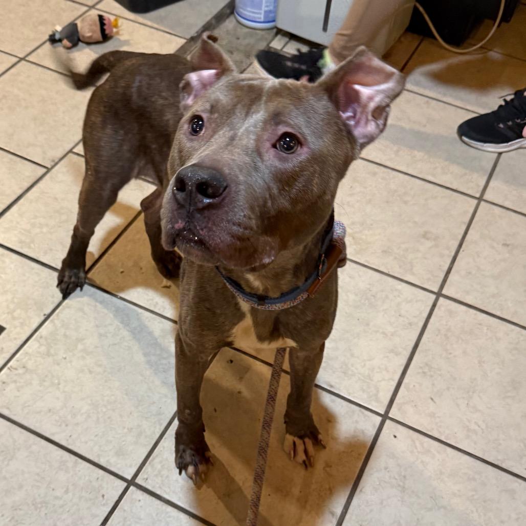 Enlarge Augusta, a Adoptable Mixed Breed in Savannah, GA image 5/6