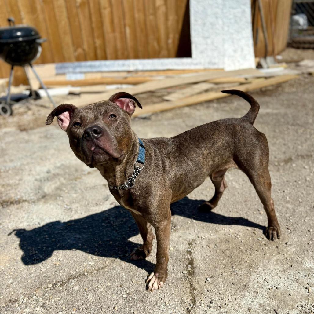 Enlarge Augusta, a Adoptable Mixed Breed in Savannah, GA image 6/6