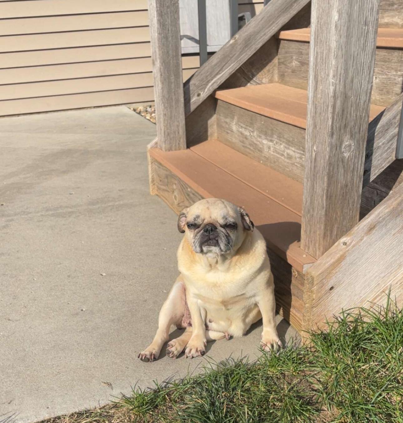 Enlarge Truffles, an adopted Pug in Fort Calhoun, NE image 3/5