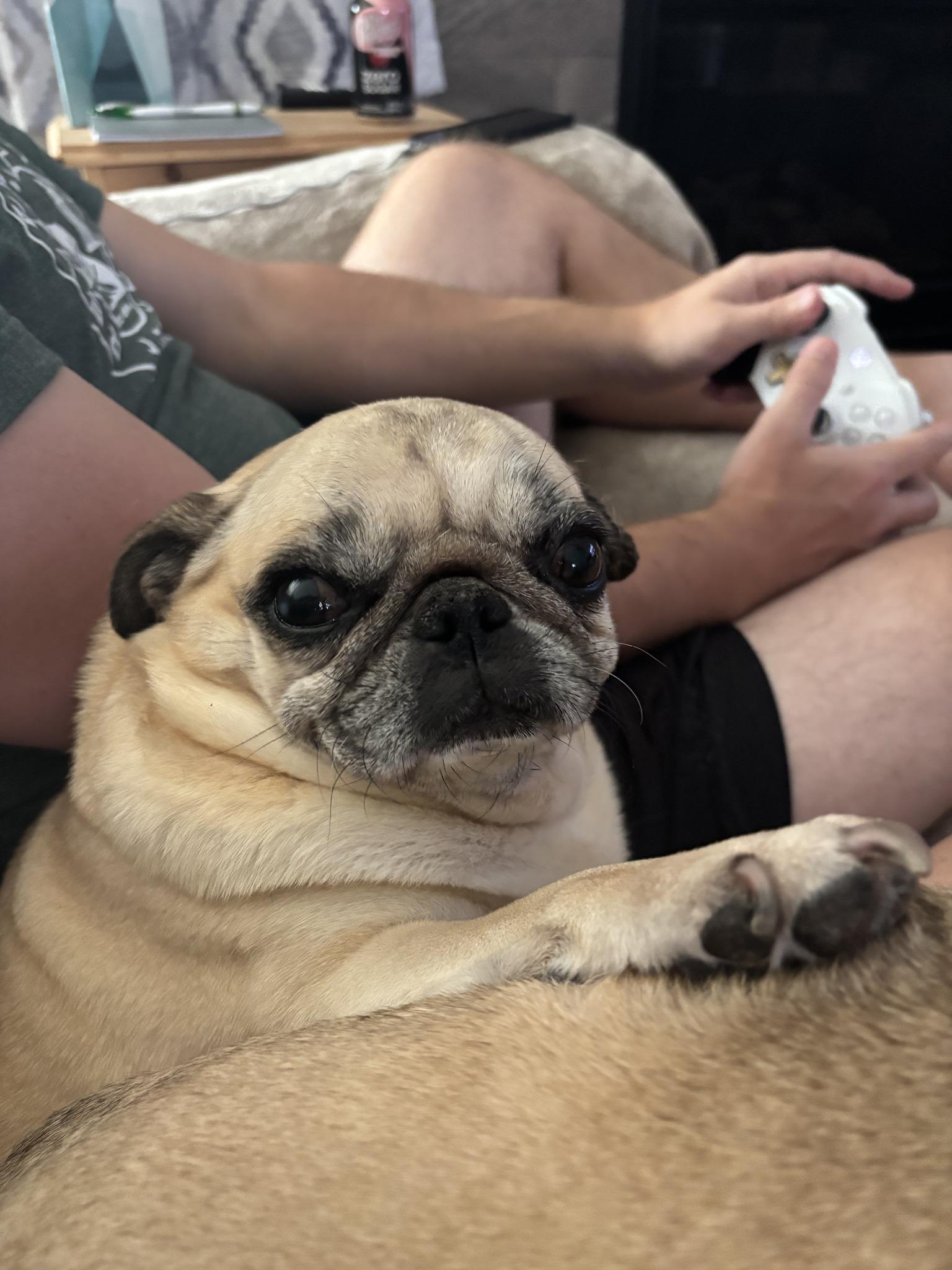 Enlarge Truffles, an adopted Pug in Fort Calhoun, NE image 1/5