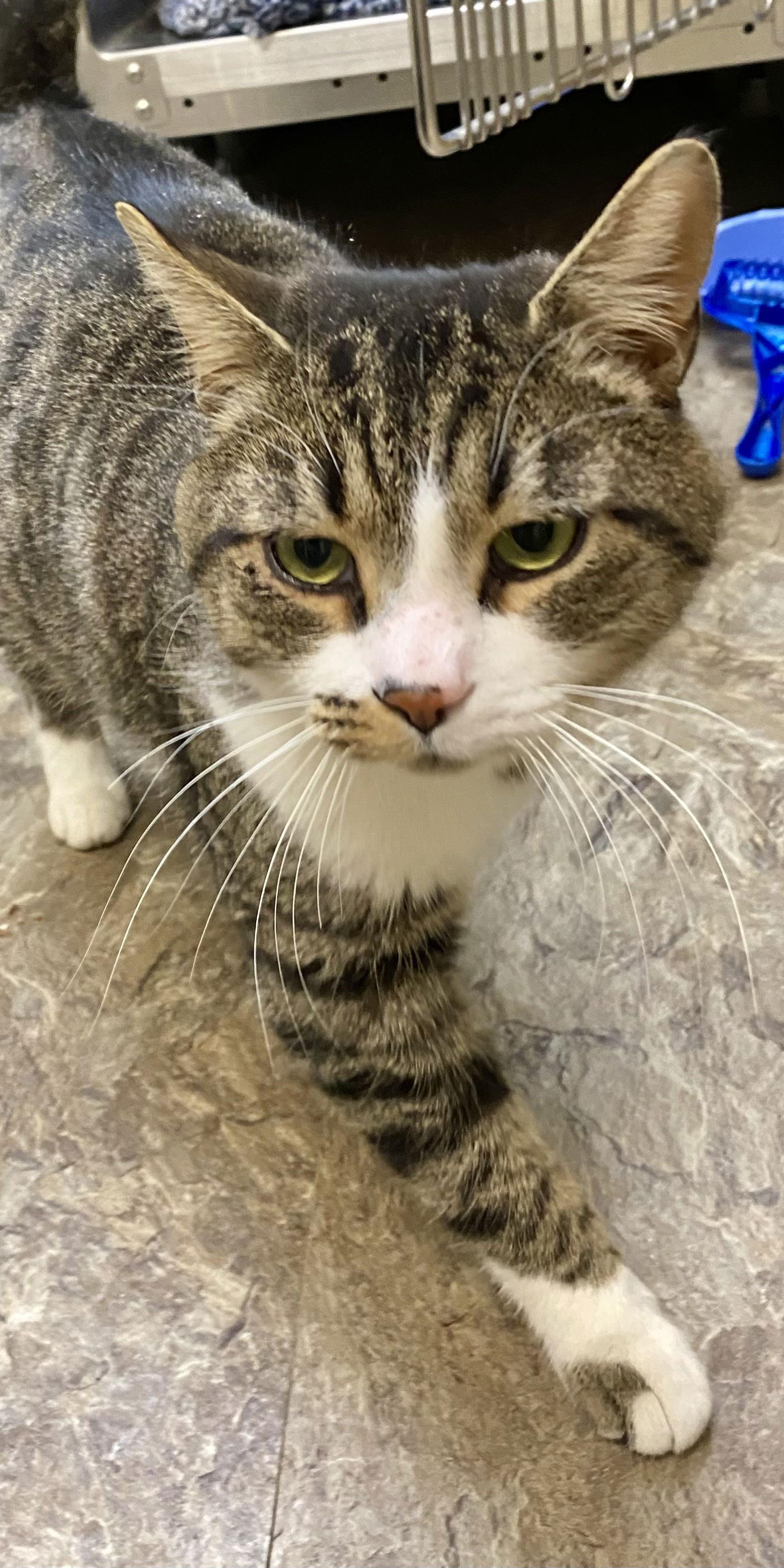 Fenwick, a Adoptable mixed breed in Fargo, ND image 1/2