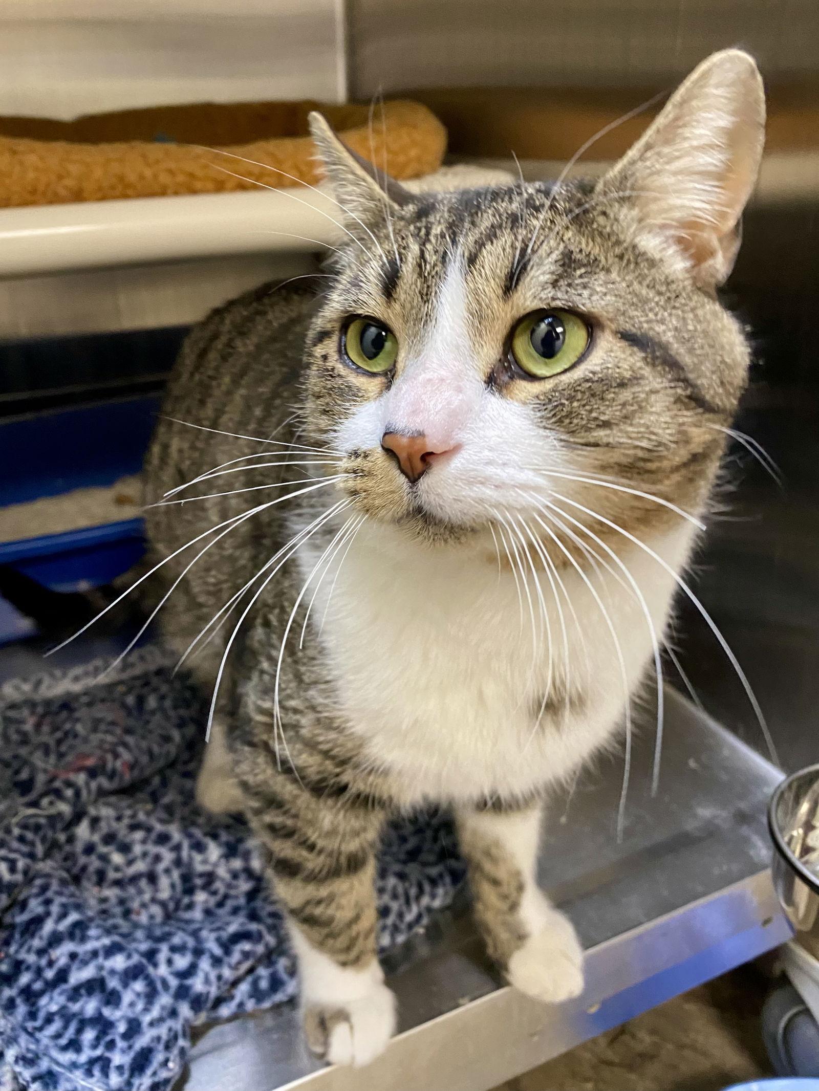 Fenwick, a Adoptable mixed breed in Fargo, ND image 2/2