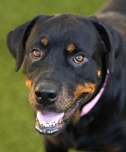 Enlarge Squigs, a Adopted mixed breed in Encinitas, CA image 1/1