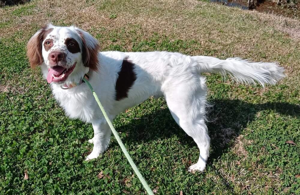 Benny, Adopted, Young Male Cocker Spaniel & American Staffordshire Terrier.