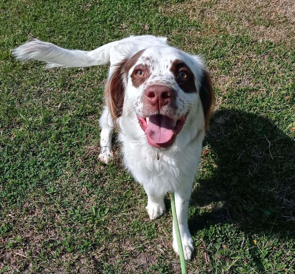 Benny, a Adopted mixed breed in Ridgeland, SC image 2/3