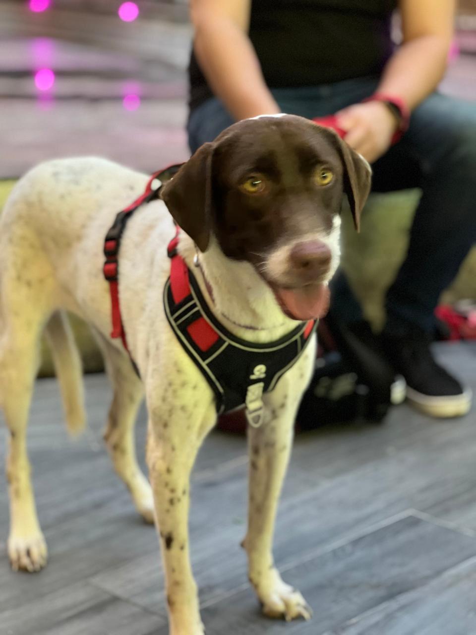 Sol, a Adoptable mixed breed in Cancun, ROO image 4/4