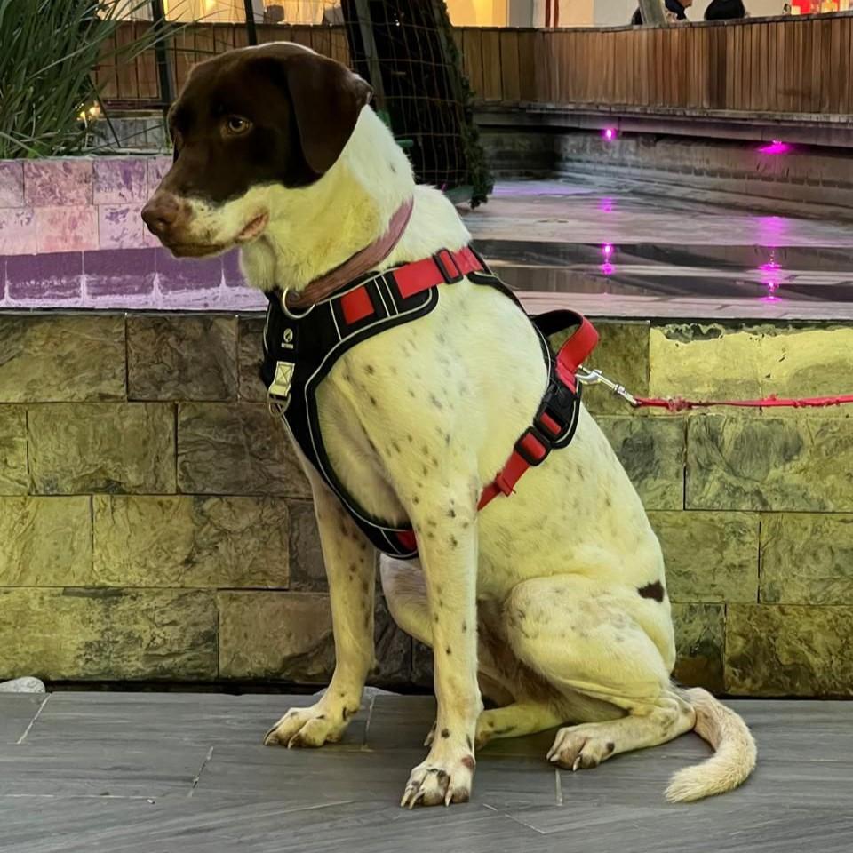 Sol, a Adoptable mixed breed in Cancun, ROO image 3/4