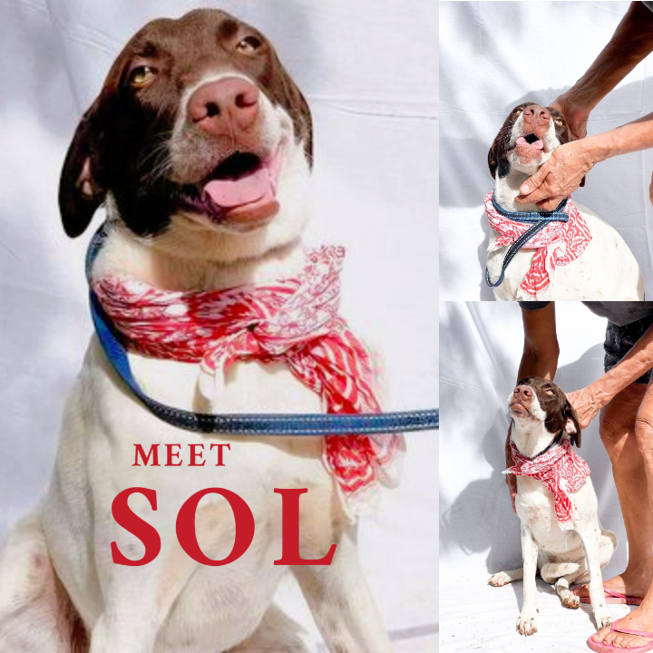 Enlarge Sol, a Adoptable mixed breed in Cancun, ROO image 1/4