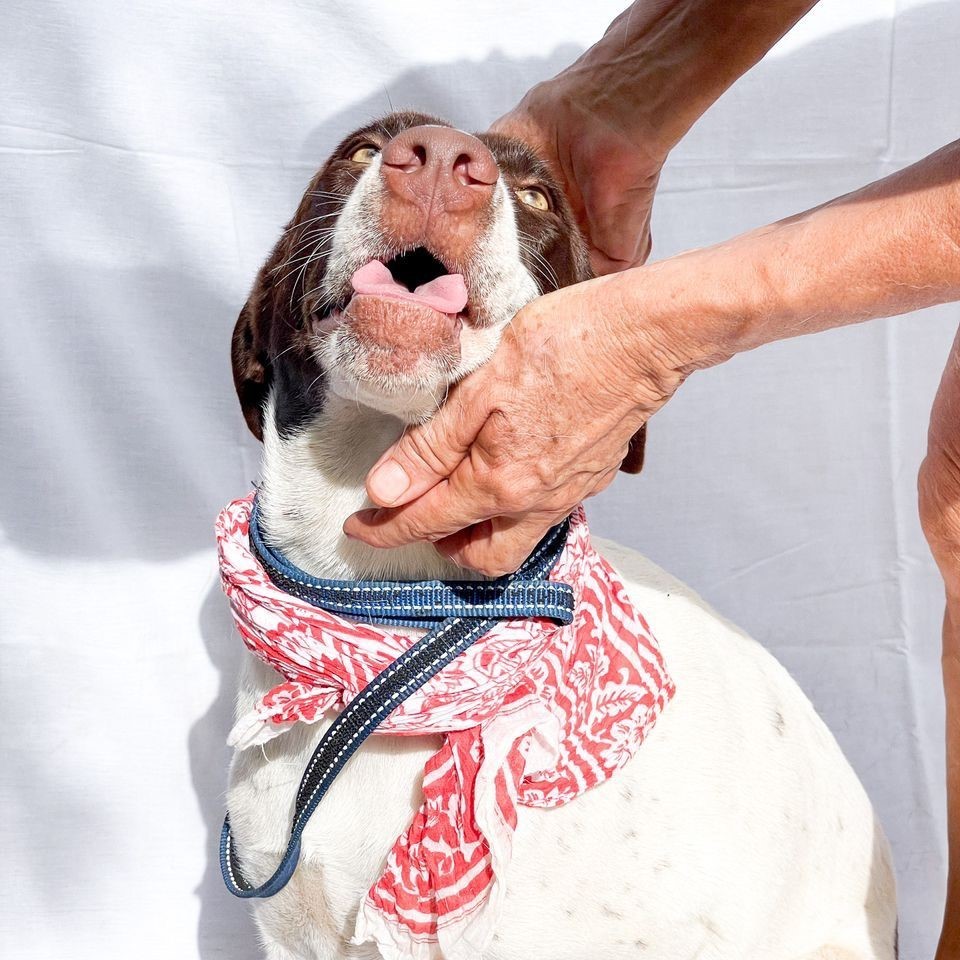 Enlarge Sol, a Adoptable mixed breed in Cancun, ROO image 2/4
