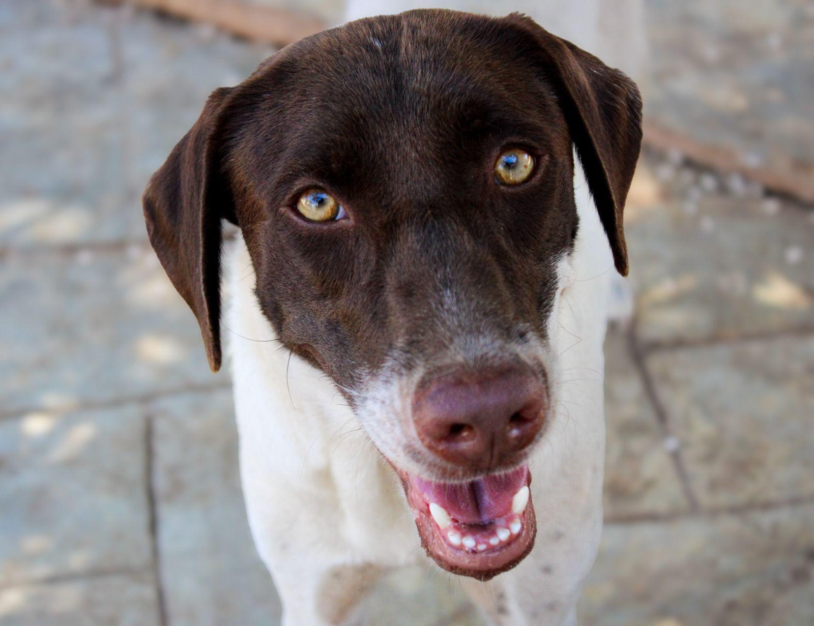 Sol, Adoptable, Puppy Female Pointer & Dalmatian.