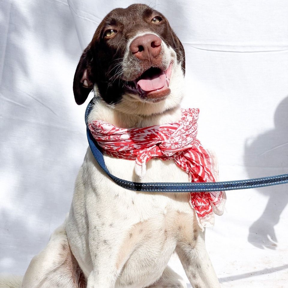 Enlarge Sol, a Adoptable mixed breed in Cancun, ROO image 3/4