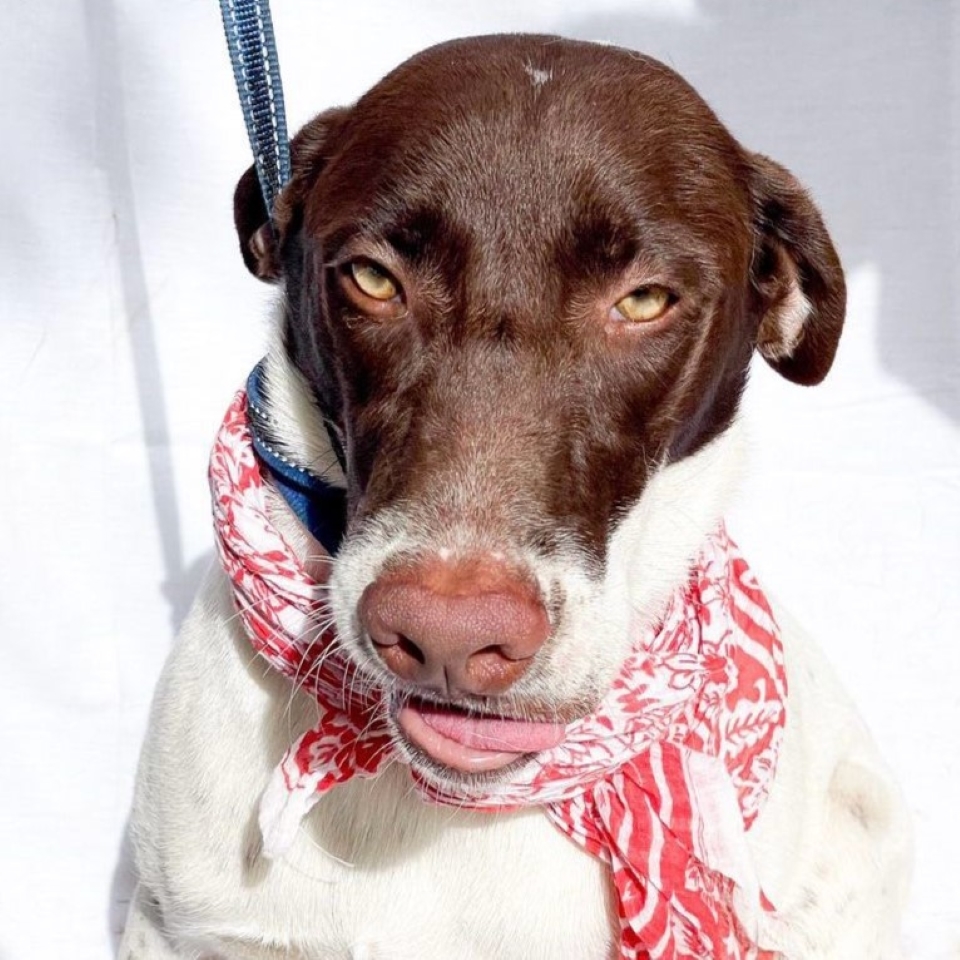Enlarge Sol, a Adoptable mixed breed in Cancun, ROO image 4/4