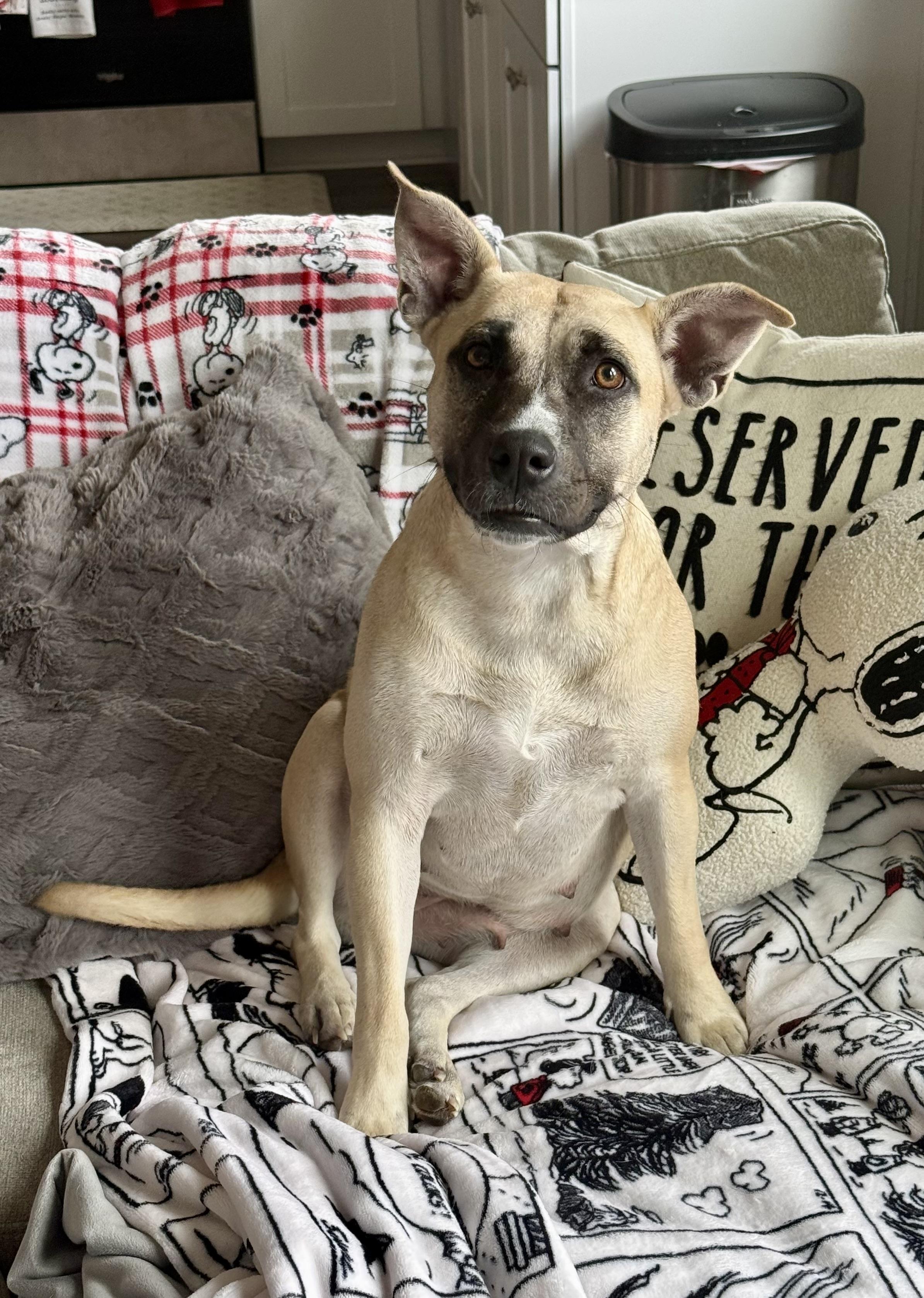 Enlarge Banana, a Adoptable mixed breed in Elkhorn, WI image 2/5