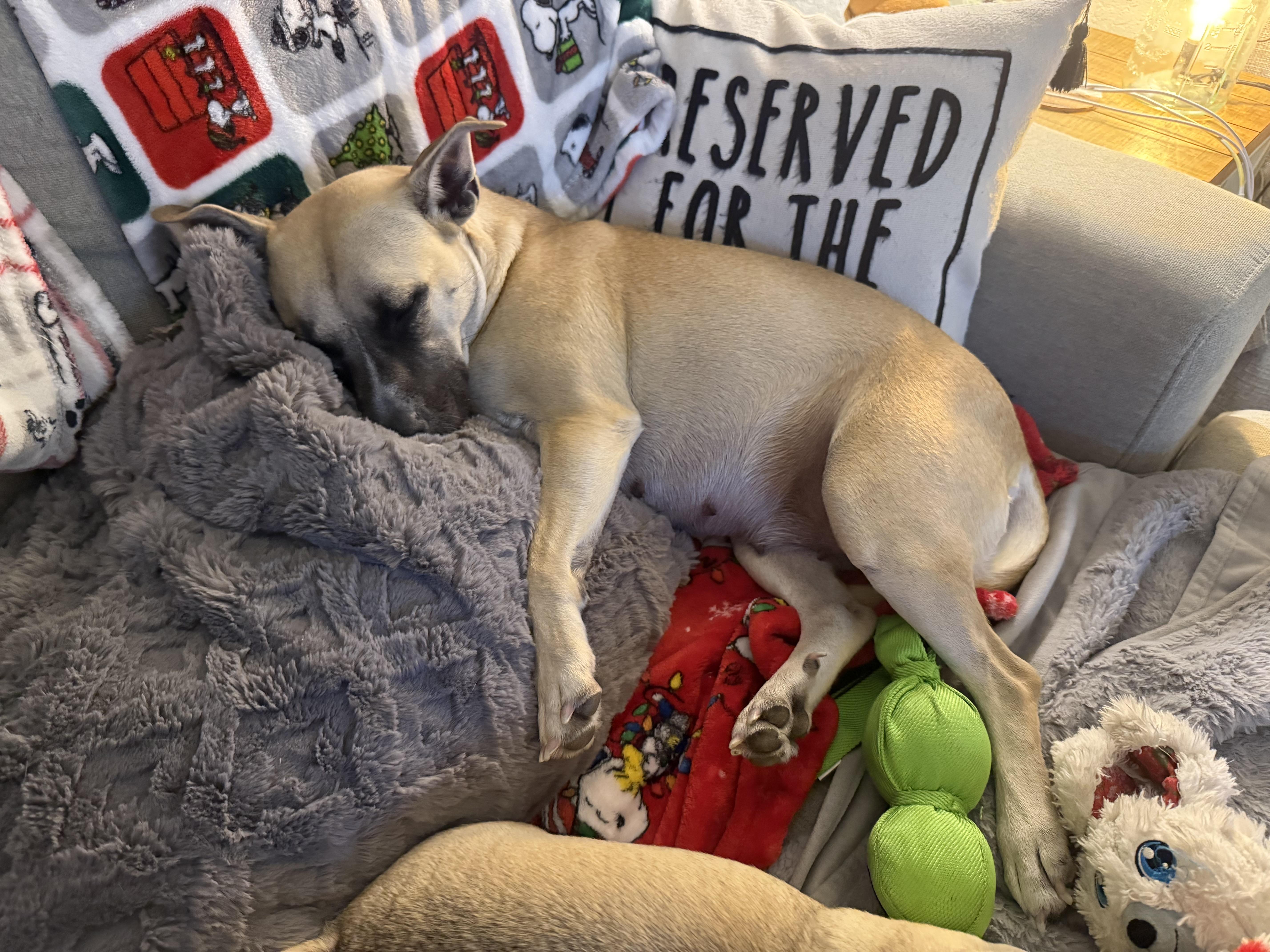 Enlarge Banana, a Adoptable mixed breed in Elkhorn, WI image 5/5