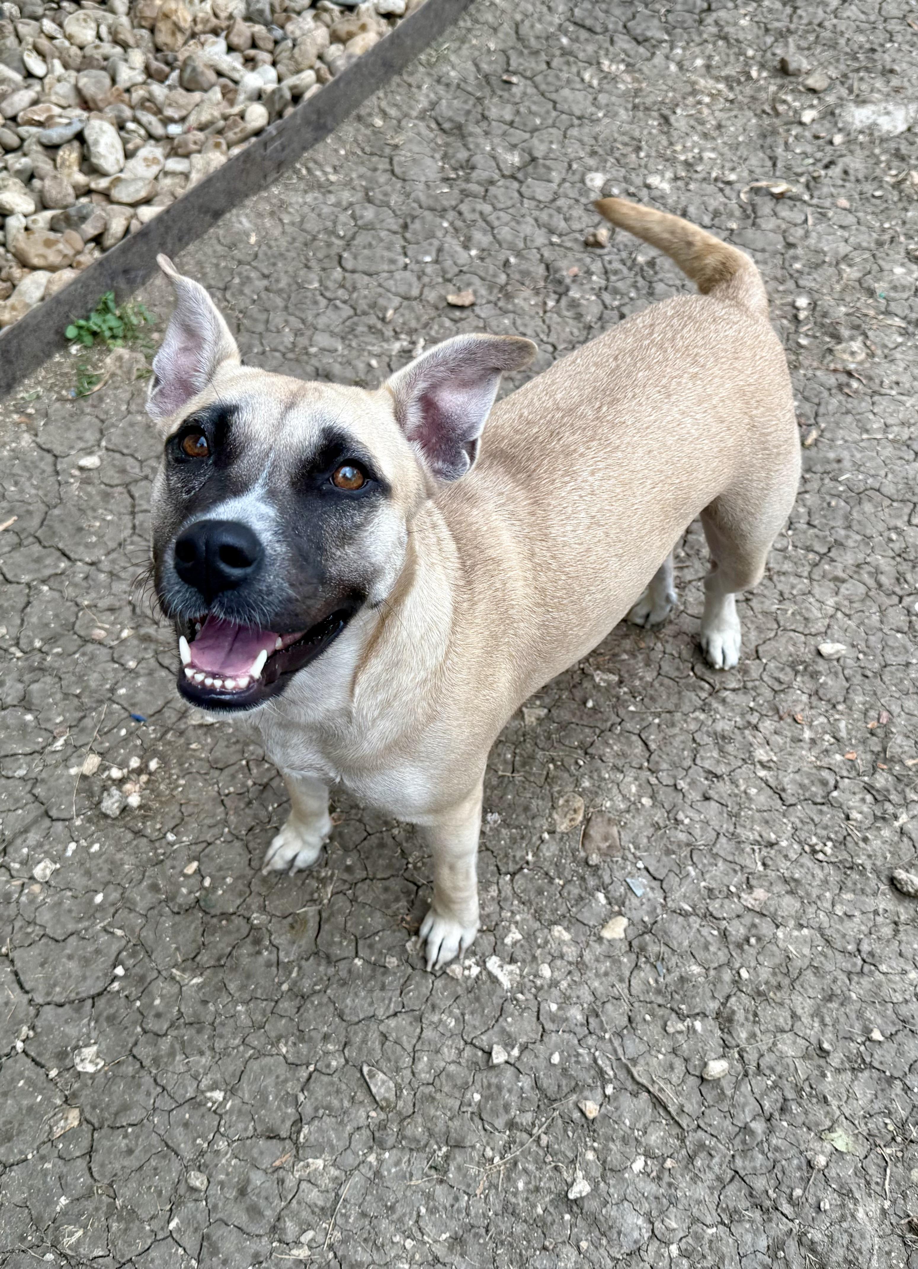 Banana, Adoptable, Young Female Pit Bull Terrier.