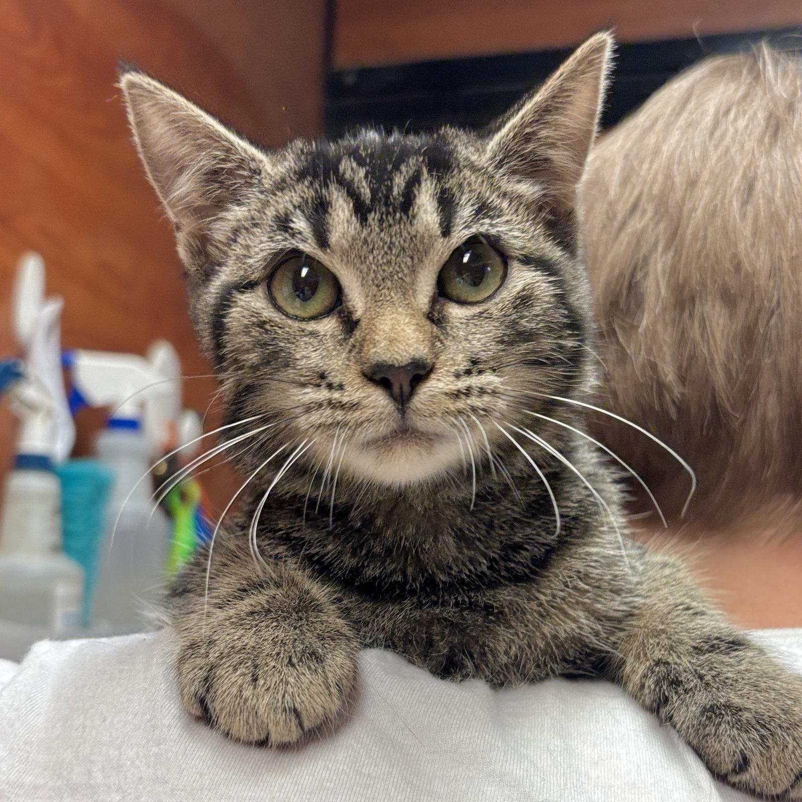 Maxine, Adoptable, Kitten Female Domestic Short Hair.