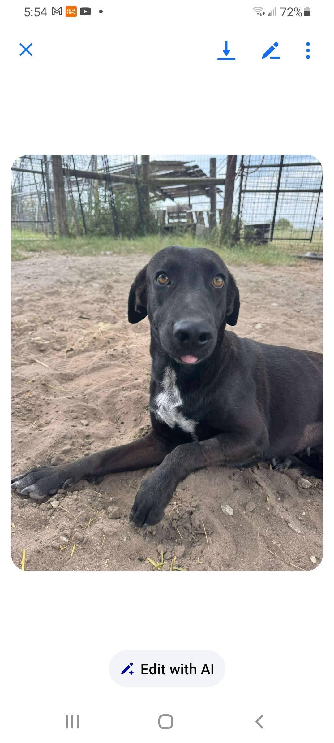 Enlarge Priscilla, a Adopted mixed breed in Scarborough, ON image 1/3