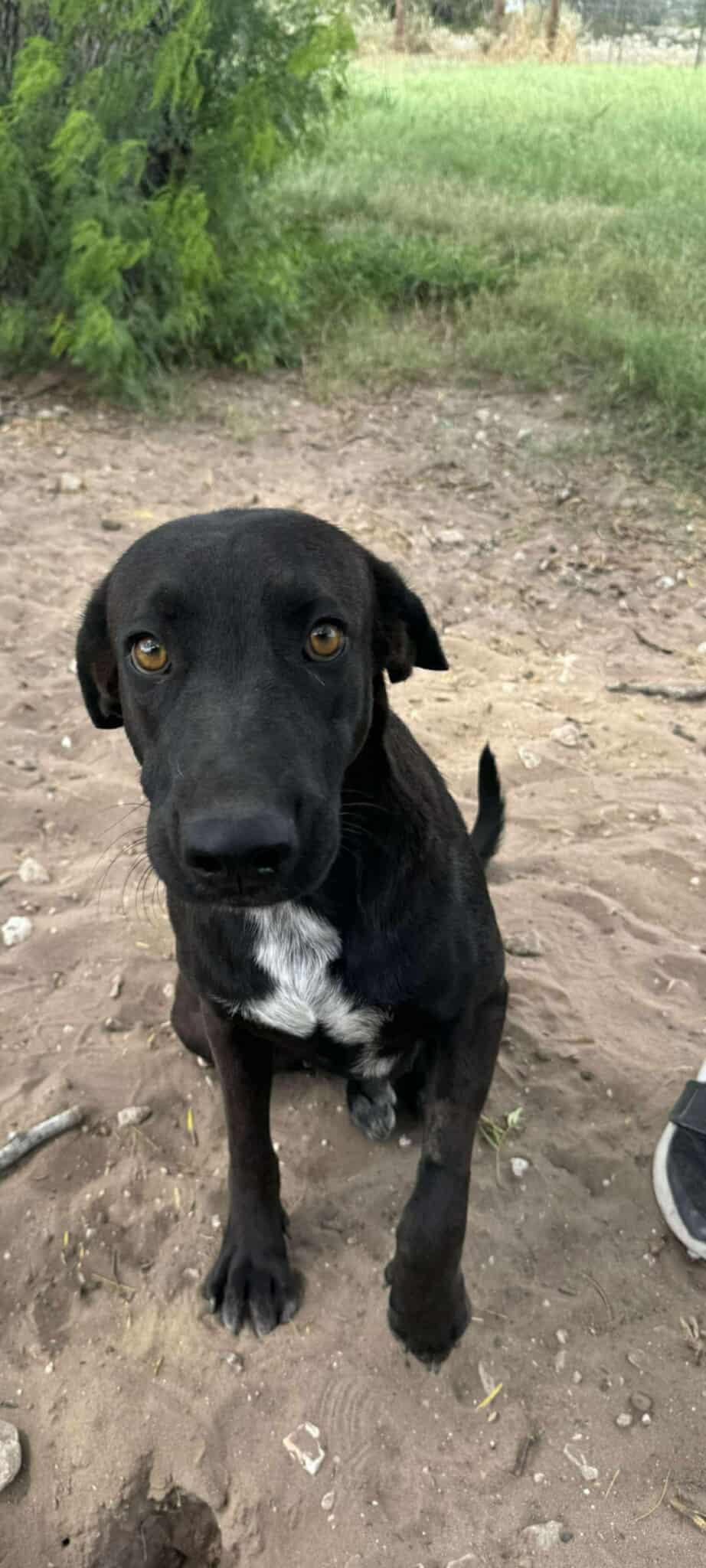 Enlarge Priscilla, a Adopted mixed breed in Scarborough, ON image 2/3