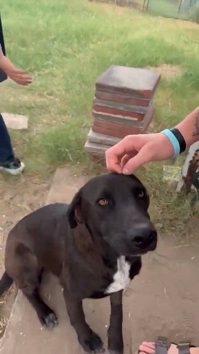 Enlarge Priscilla, a Adopted mixed breed in Scarborough, ON video 3/3