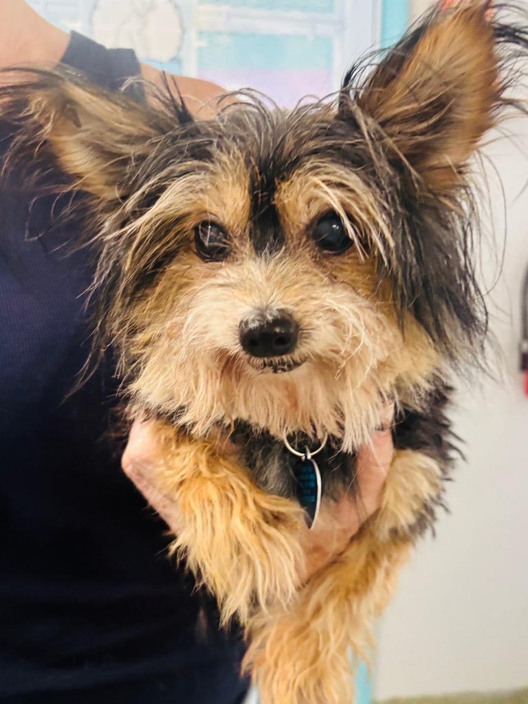 Enlarge Lola, a Adopted mixed breed in Fort Lauderdale, FL image 1/3