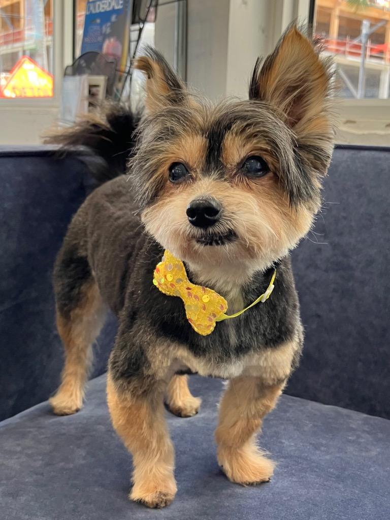 Enlarge Lola, a Adopted mixed breed in Fort Lauderdale, FL image 2/3