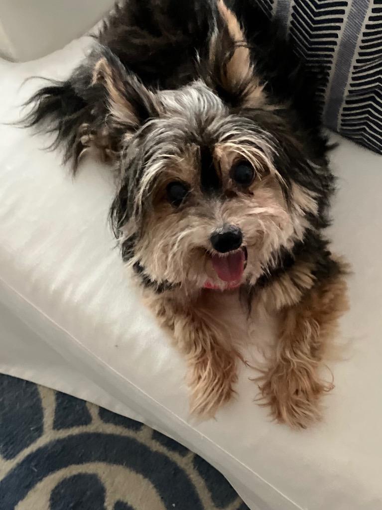 Enlarge Lola, a Adopted mixed breed in Fort Lauderdale, FL image 3/3