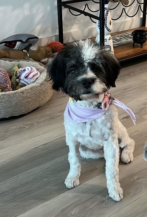 Enlarge Patsy, a ADOPTABLE mixed breed in Miami, FL image 2/2