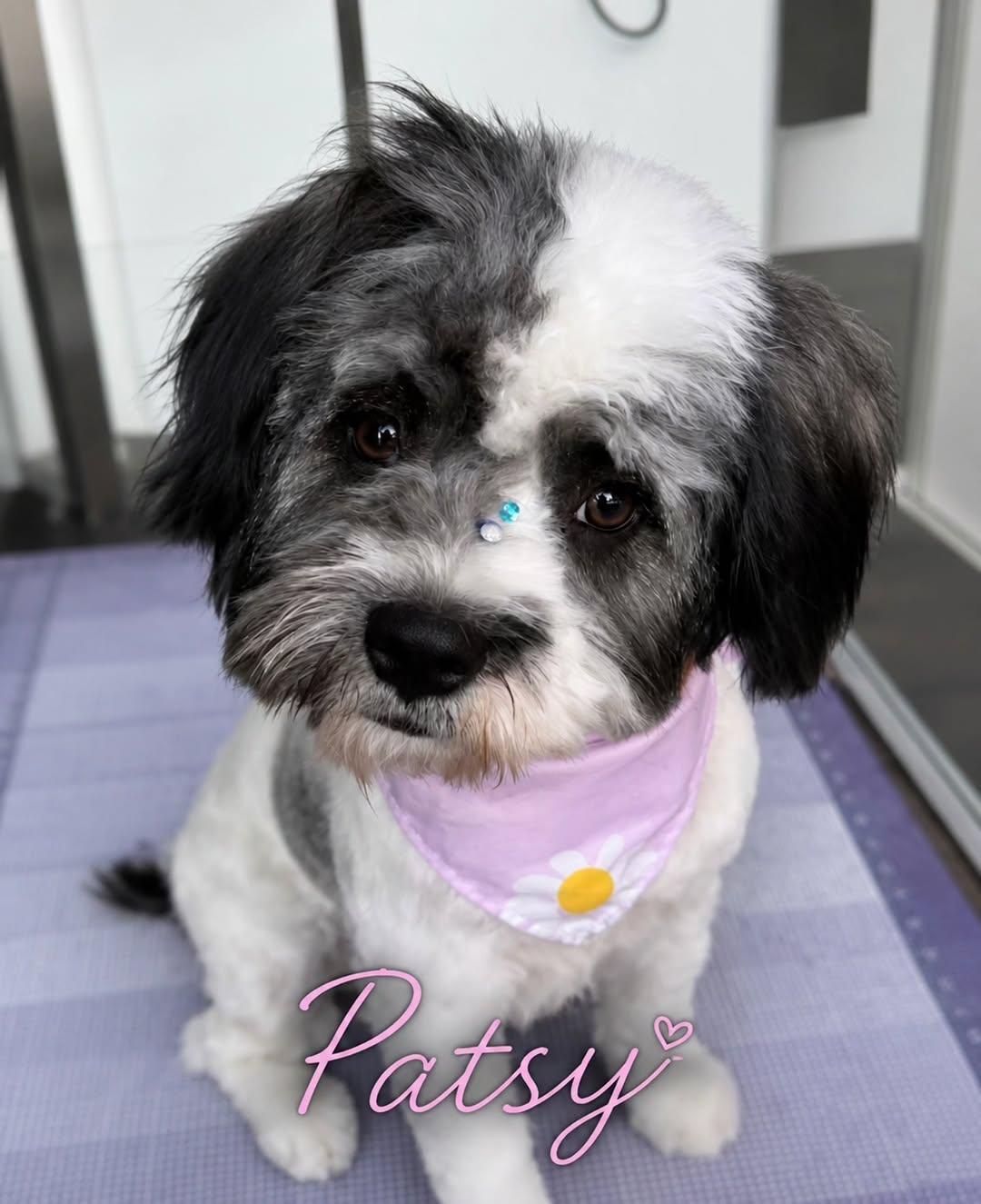 Patsy, ADOPTABLE, Young Female Maltipoo & French Bulldog.